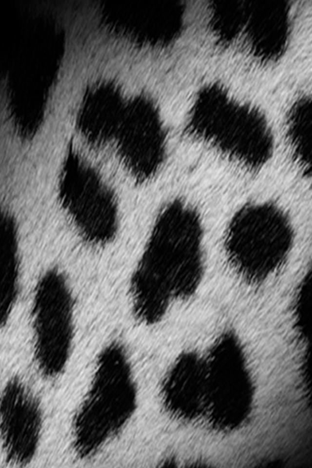 Leopard Skin iPod Touch Wallpaper, Background and Theme